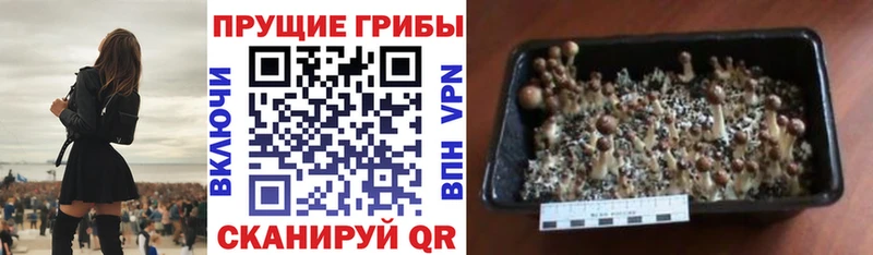 гидра зеркало  Вольск  Псилоцибиновые грибы MAGIC MUSHROOMS 